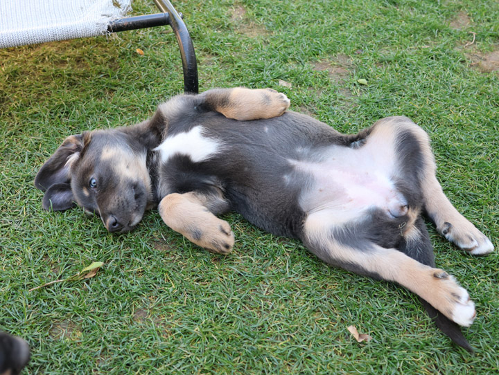 chinook dog